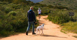 Running with Dogs – Workout or Just a Walk?